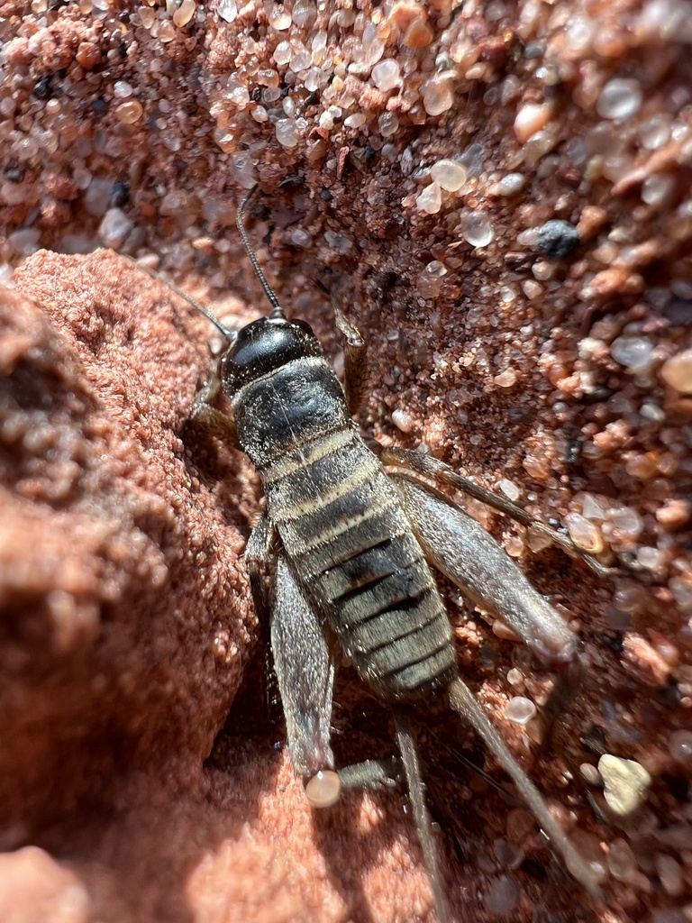 Small Ground Crickets from Bodaway, Tonalea, AZ, US on April 7, 2024 at ...