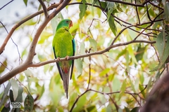 Swift Parrot photo 2