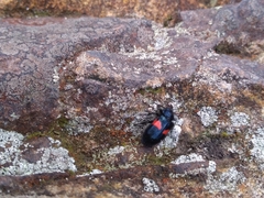 Astylus aulicus