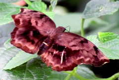 Achlyodes