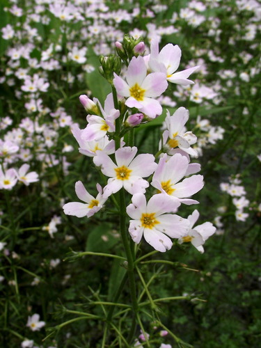 Hottonia
