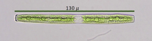 Gonatozygon brebissonii, 2024-03-31