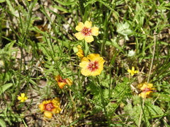 Linum berlandieri