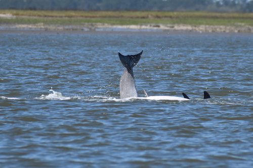 Tamanend's Bottlenose Dolphin photographed in Georgia
