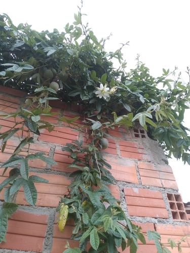 Image of Passiflora pinnatistipula by no rights reserved