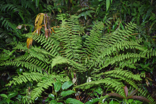 Thelypteris hirsutipes iNat (3)