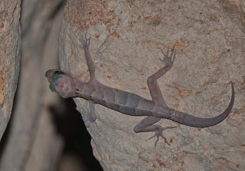 Lampang Bent-toed Gecko