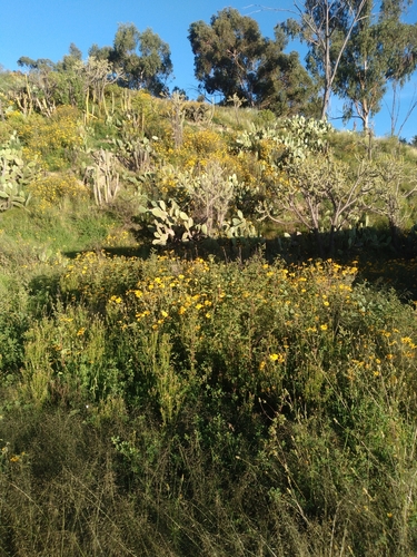 Aldama helianthoides, photograph 6