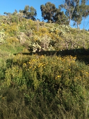 Aldama helianthoides, photograph author not stated, no rights reserved