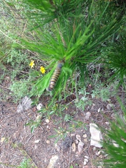 Metardaris cosinga