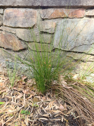 Image of Juncus pauciflorus by (c) Heath Hunter, some rights reserved (CC BY)