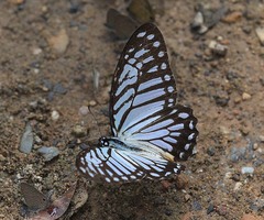 Graphium xenocles
