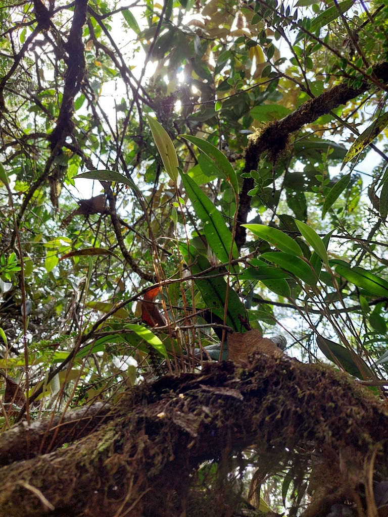 Lepanthes tachirensis