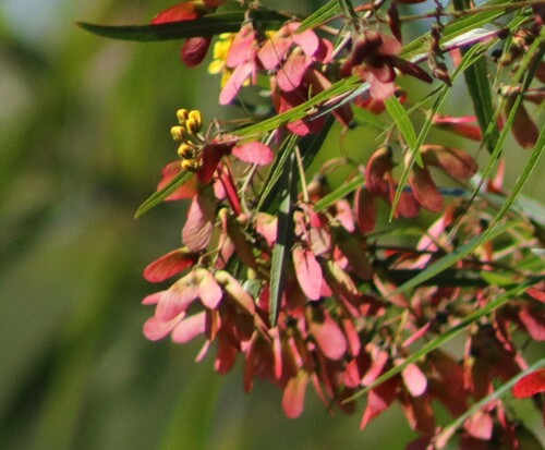 Image of Heteropterys glabra by (c) Clara (Clari), some rights reserved (CC BY-SA)