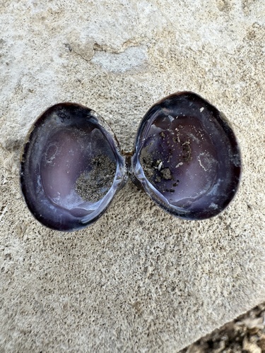 Purple-Nacre Clam