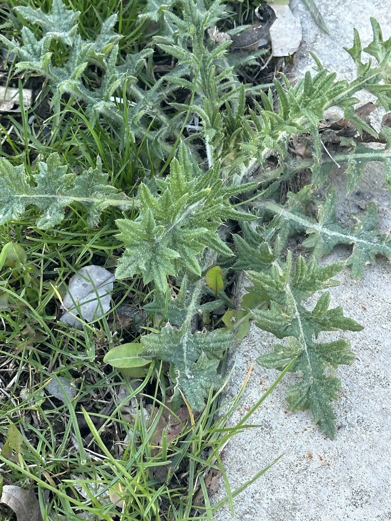 Plume Thistles from Indiana University of Pennsylvania, Indiana, PA, US ...