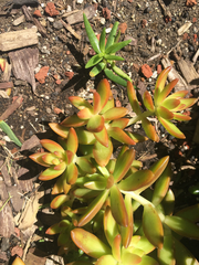 Sedum adolphi
