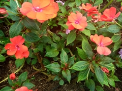 Impatiens hawkeri