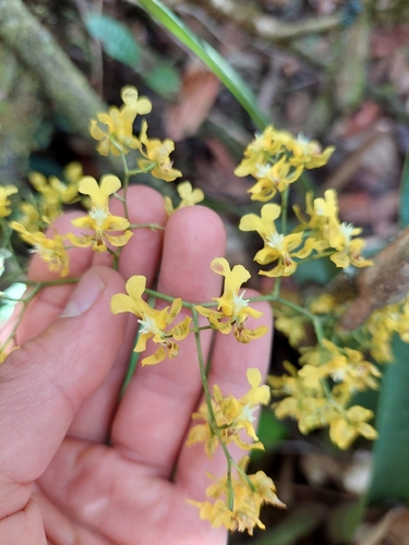 Image of Oncidium ornithorhynchum by (c) Daniel Mesa, some rights reserved (CC BY)