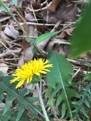 Taraxacum