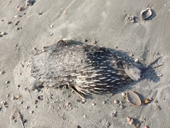 Pufferfish