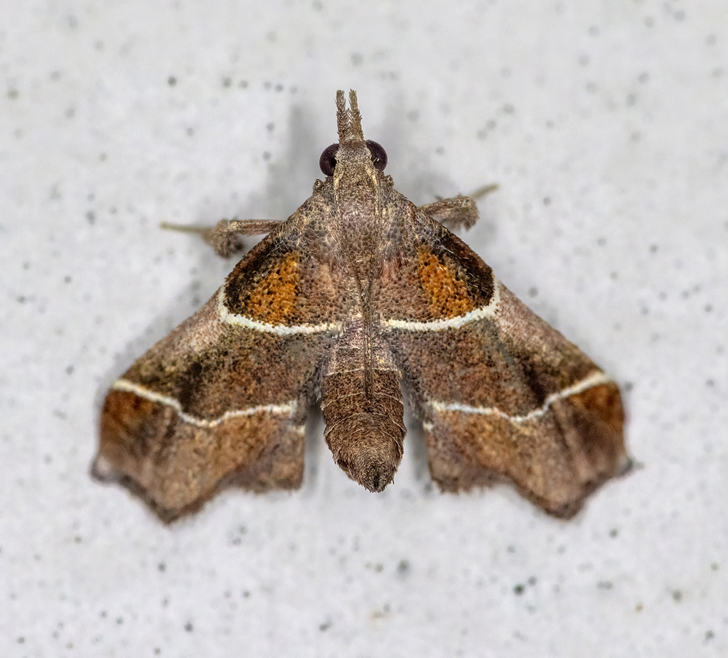 Amazon Queen Moth