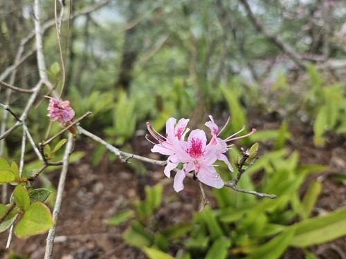 Image of Rhododendron breviperulatum by (c) Yu-Chang Chen, some rights reserved (CC BY)