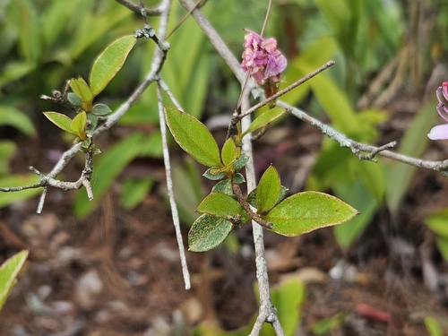Image of Rhododendron breviperulatum by (c) Yu-Chang Chen, some rights reserved (CC BY)