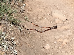 Lampropeltis pyromelana