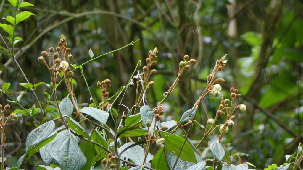 Meriania grandiflora
