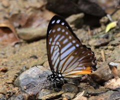 Graphium xenocles