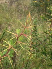 Berberis boliviana