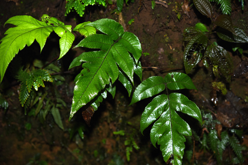 Stegnogramma griffithii iNat (1)