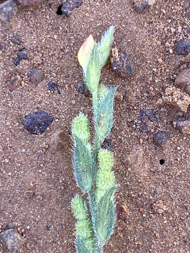 Zornia muriculata observed 2023-04-09