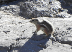 Ammospermophilus interpres