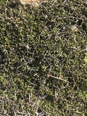 Coprosma propinqua