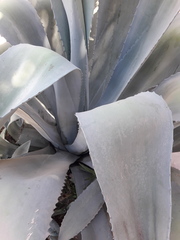 Agave