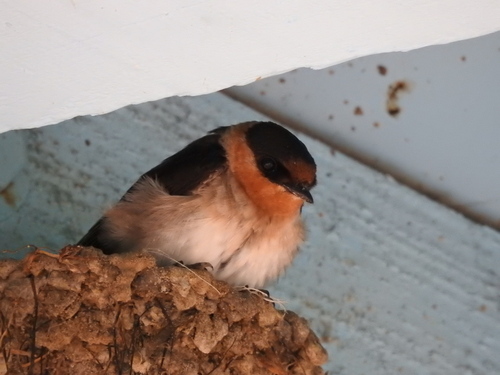 Golondrina pueblera (Petrochelidon fulva)