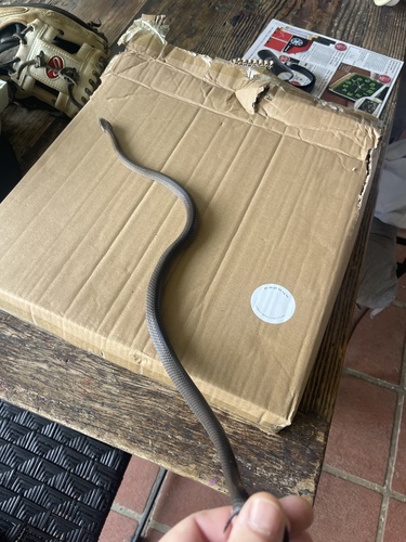 Golden-crowned Snake sighting