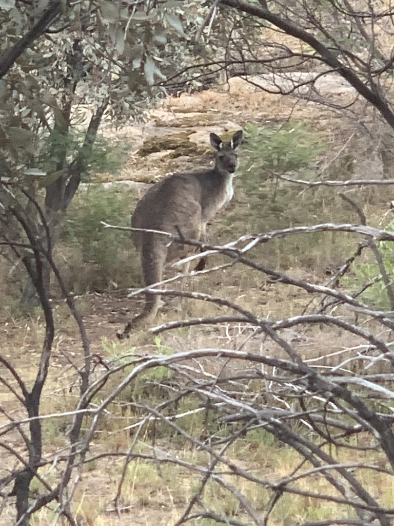 Grey Kangaroos from Mount Korong Scenic Reserve, Glenalbyn, VIC, AU on ...