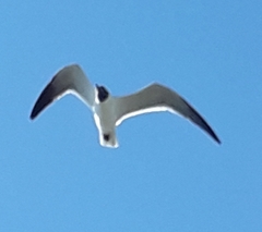 Leucophaeus atricilla megalopterus
