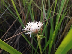 Elephantopus hirtiflorus