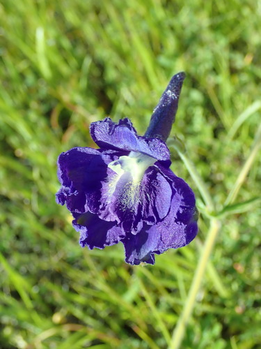 Image of Delphinium variegatum by (c) Cricket Raspet, some rights reserved (CC BY)