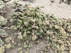 Chorizanthe cuspidata