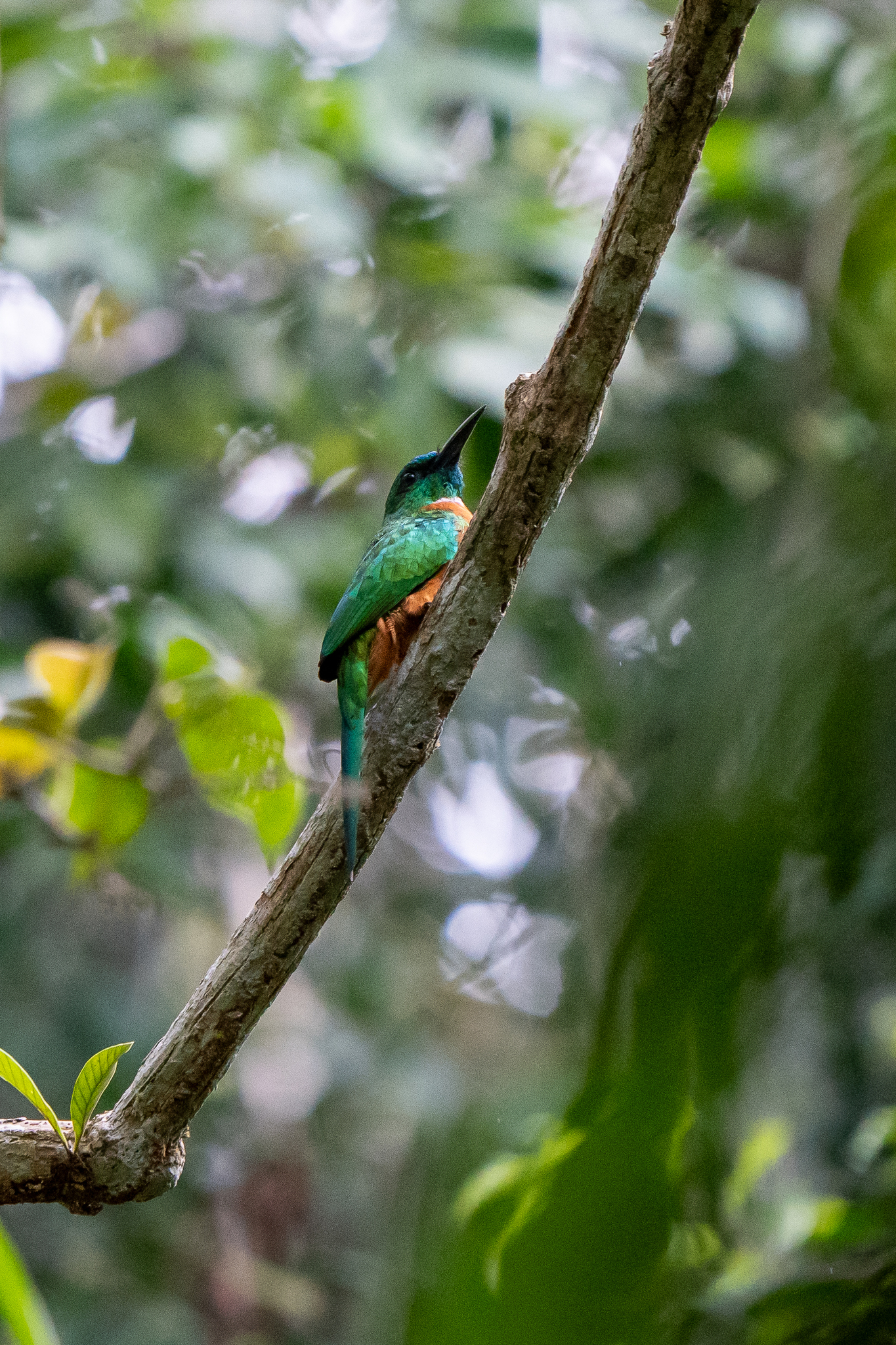 Great Jacamar (Jacamerops aureus), photo 9