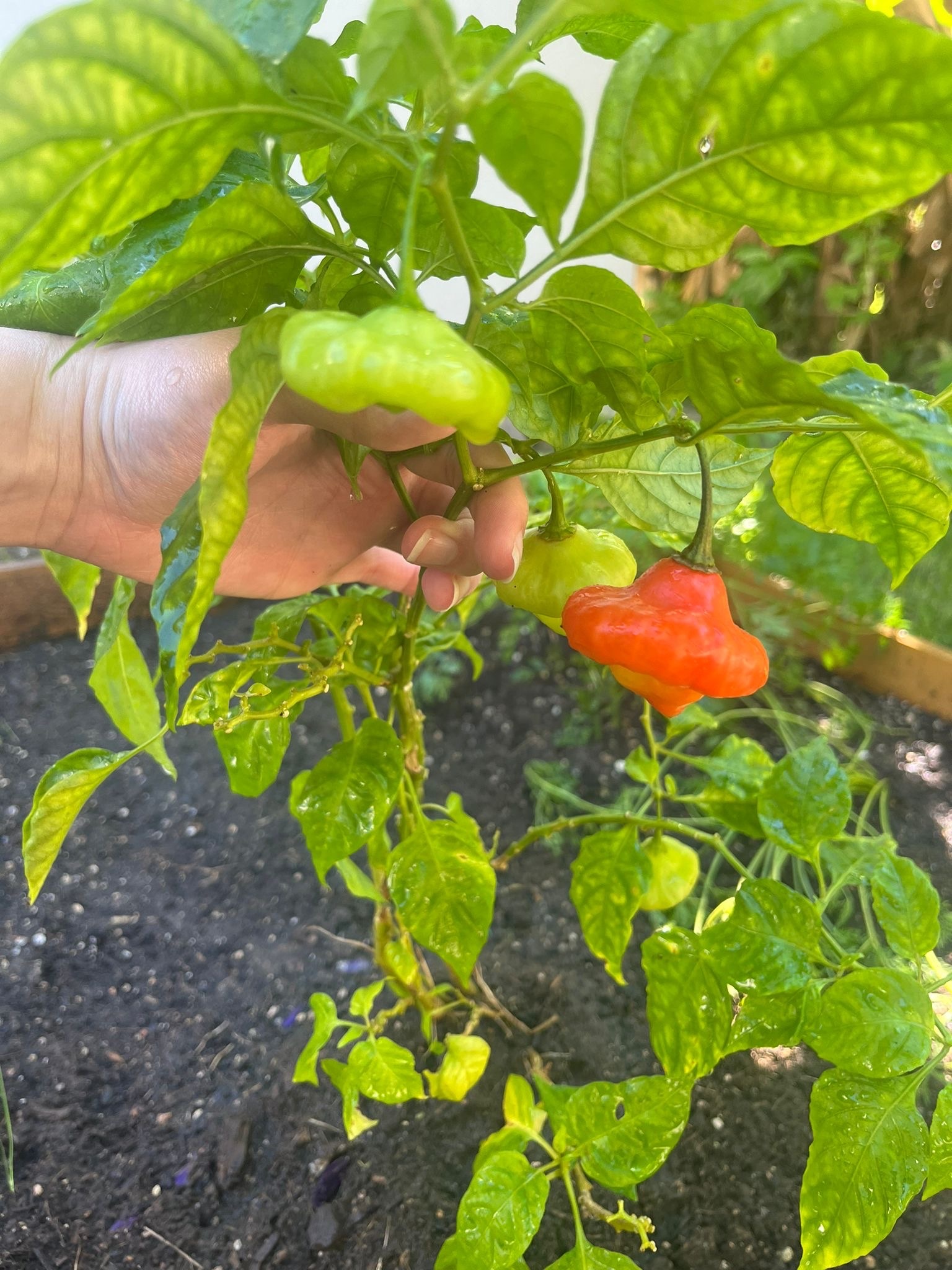 Imagem de Pimenta-de-cheiro