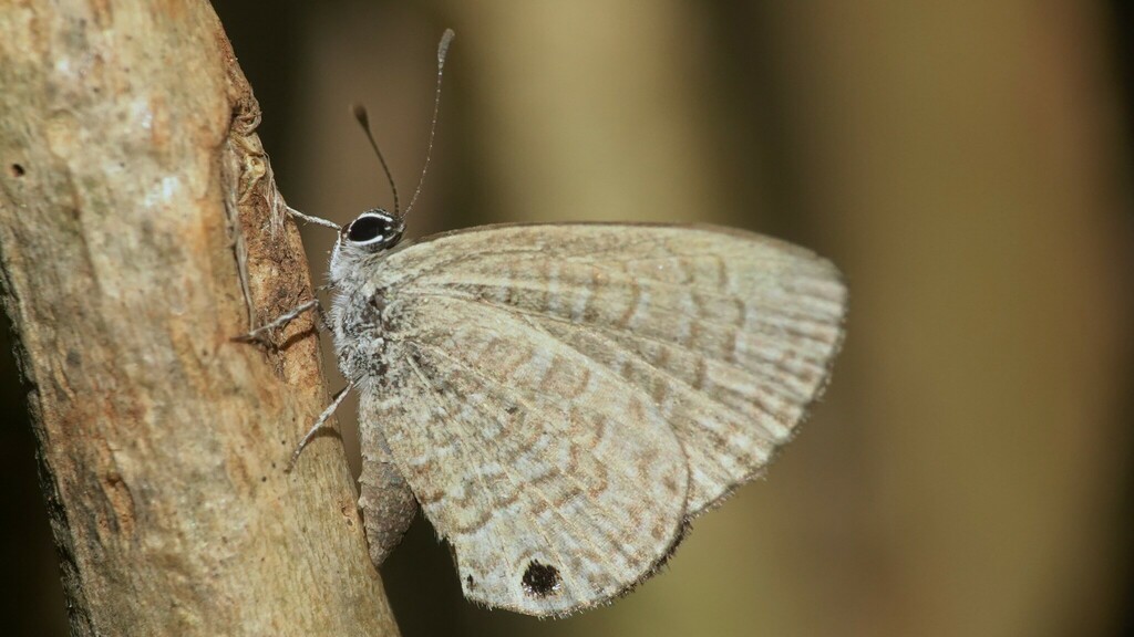 Tailless Lineblue from Mahim Nature Park on April 6, 2024 at 09:57 AM ...