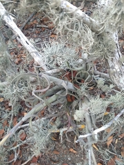 Tillandsia intermedia