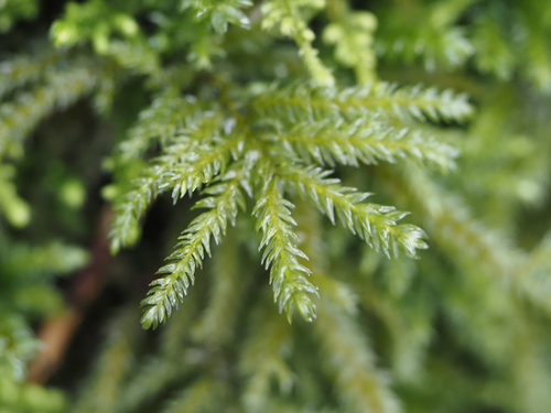 Thamnobryum neckeroides