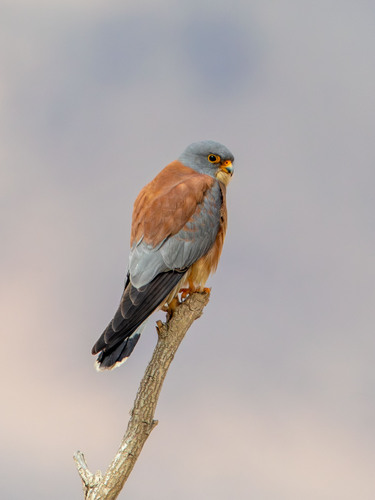 Lesser Kestrel